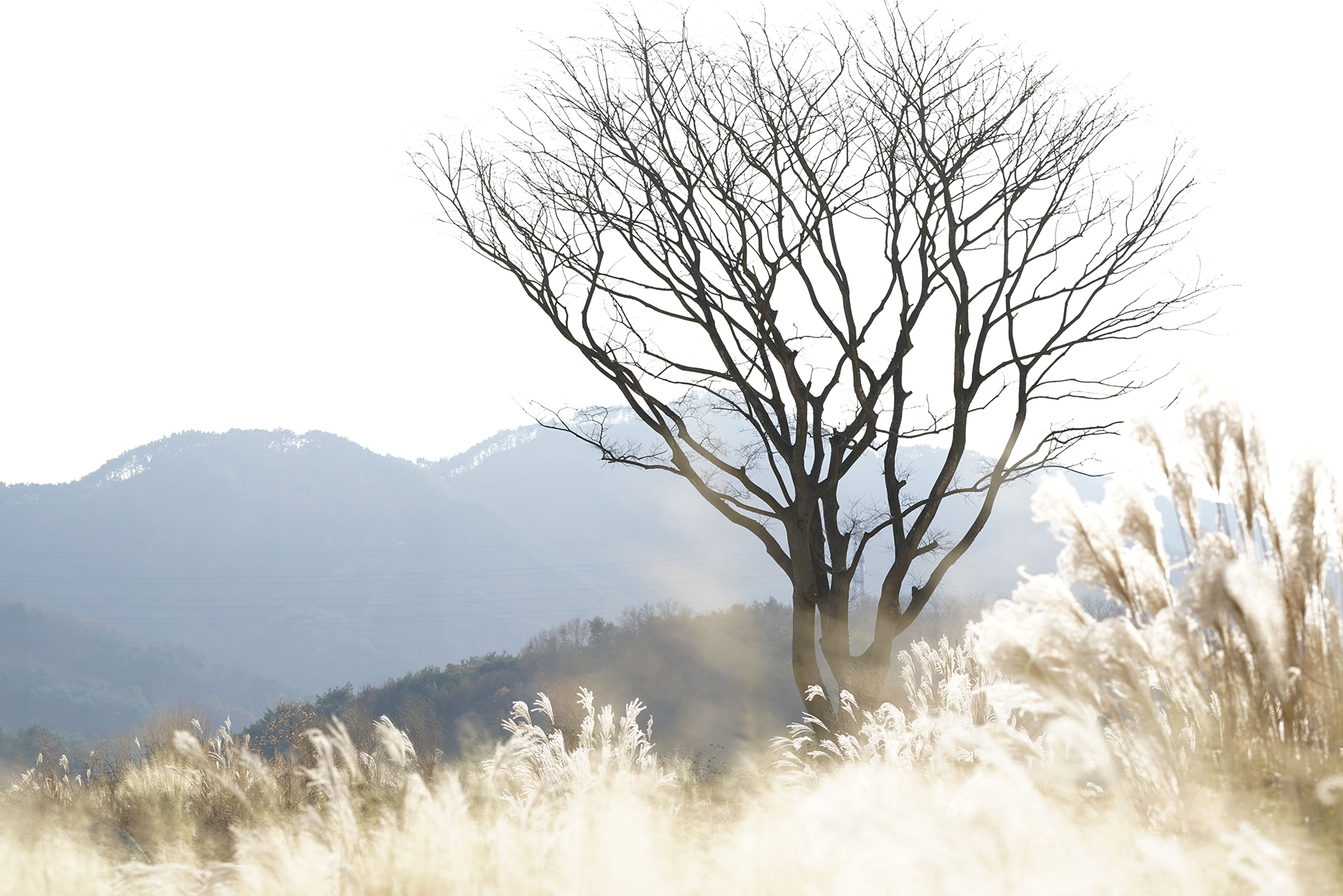 거창 창포원